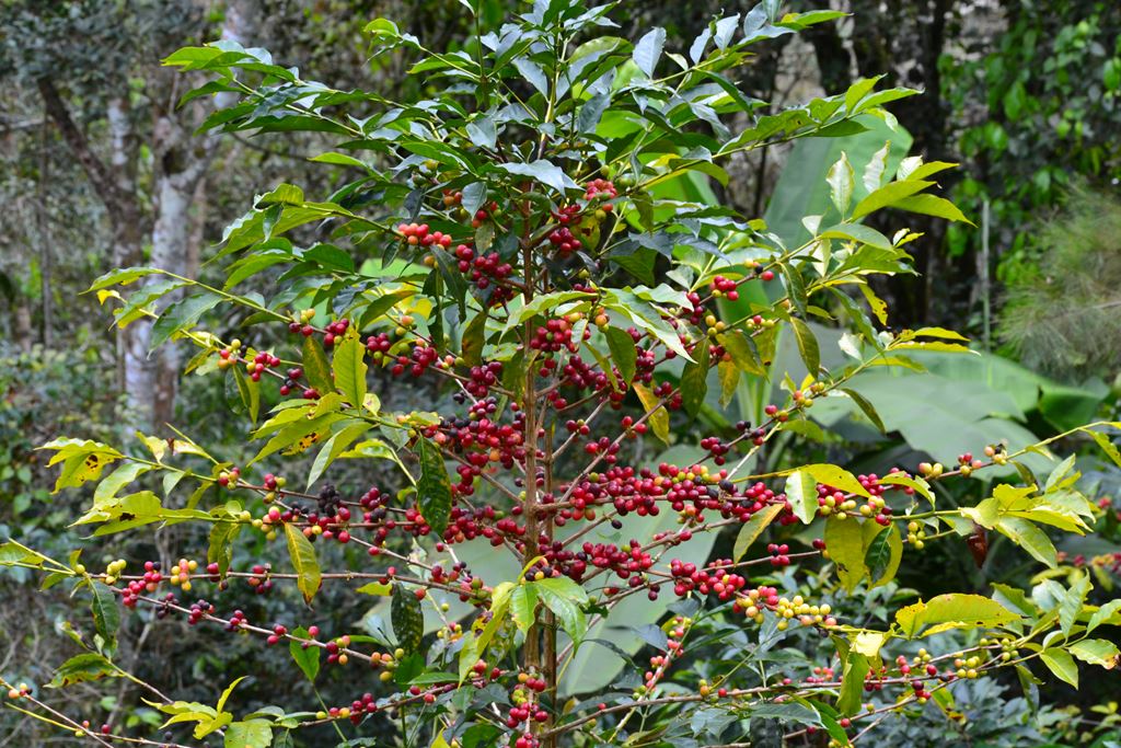 Coffee tree with red berries in a forest setting
