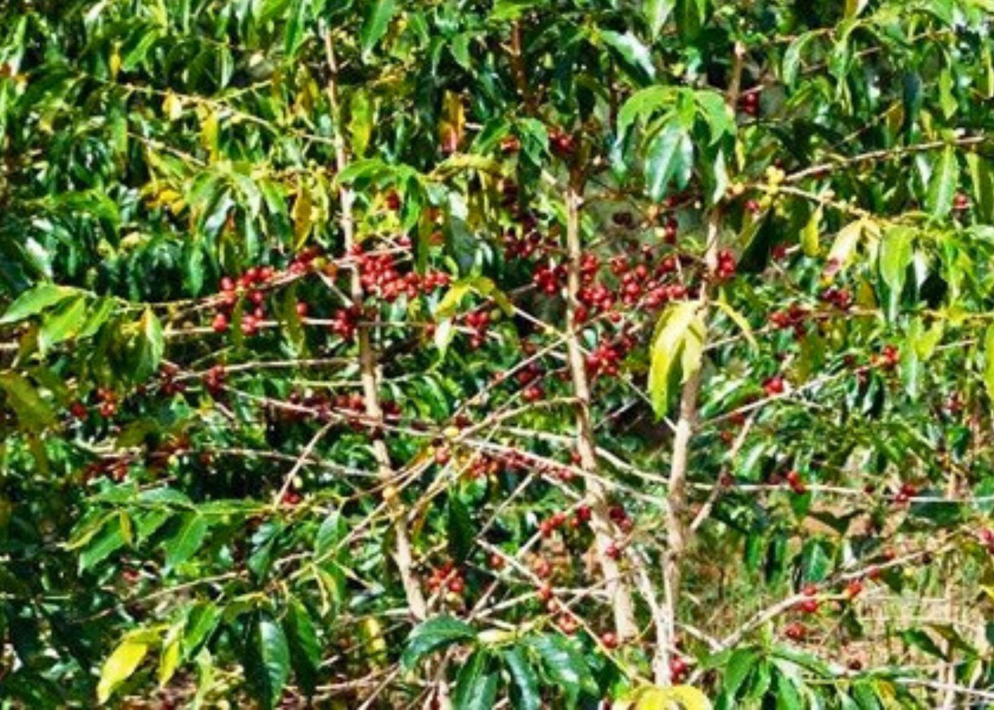 Coffee tree with red berries and green leaves in a field