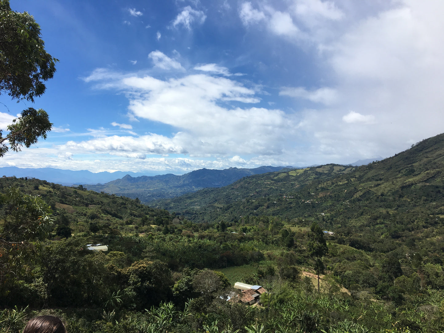 Colombia | Organic