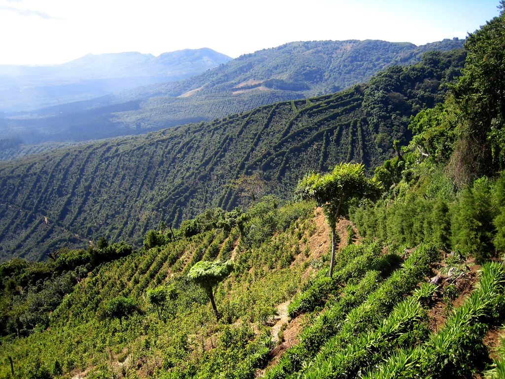 Colombia Decaf