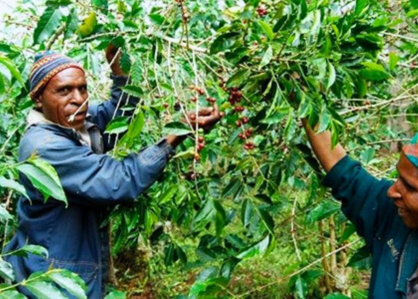 Two people picking coffee beans from a tree in a coffee plantation.