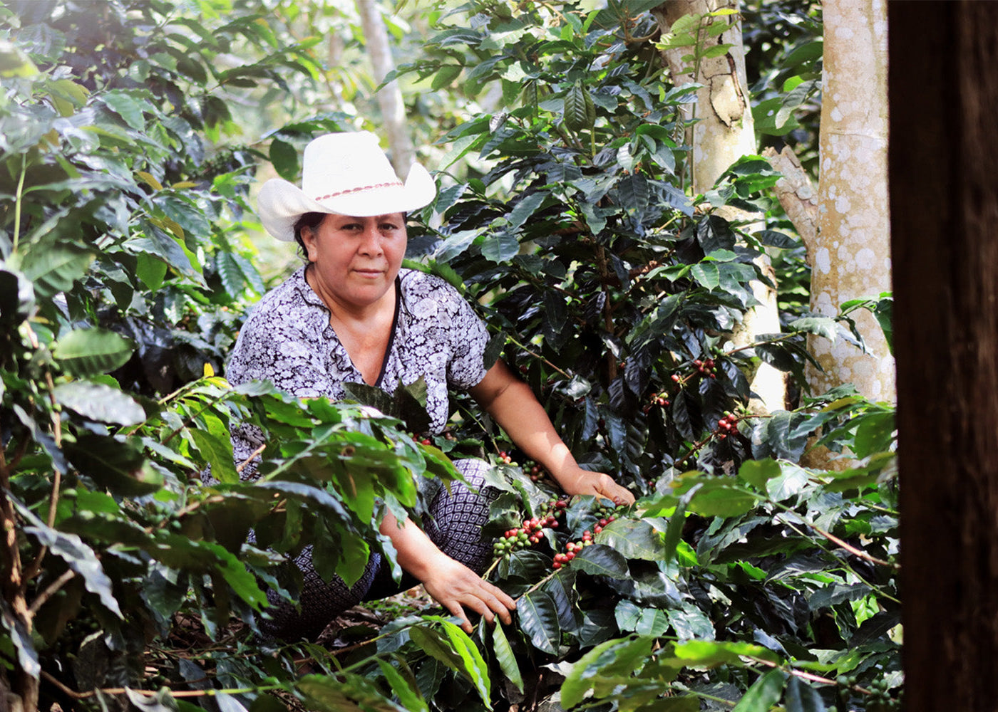 Woman working among coffee plants in a coffee farm